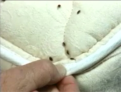 bed bugs